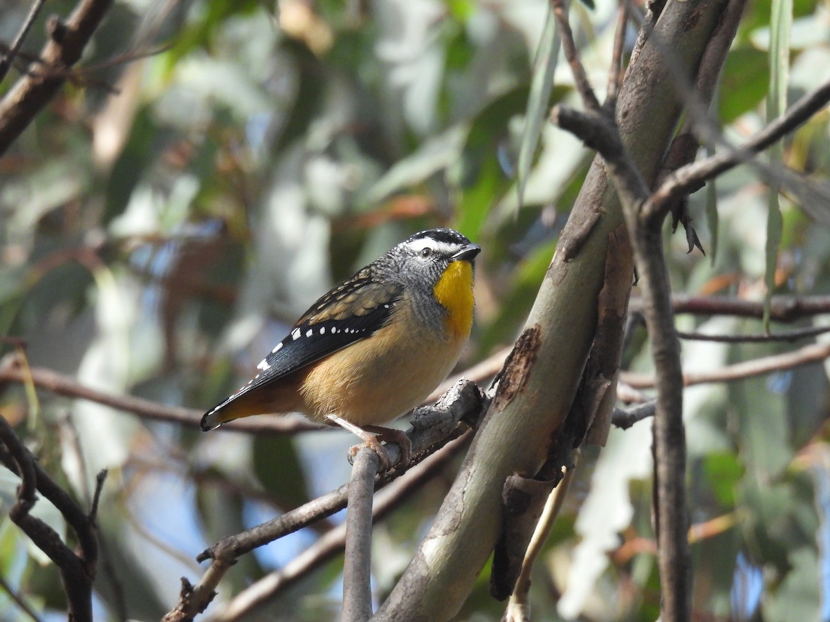 Spotted Pardalote - ML619920833