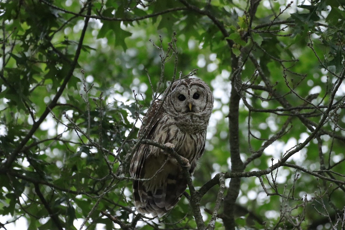 Barred Owl - ML619920853