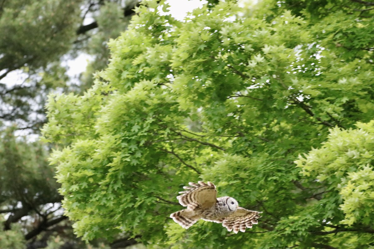 Barred Owl - ML619920854