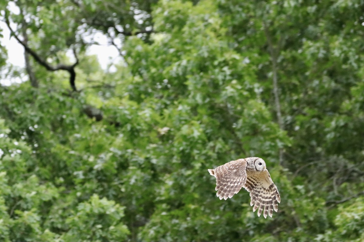 Barred Owl - ML619920855