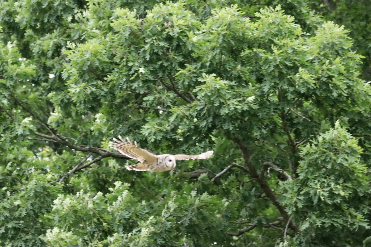 Barred Owl - ML619920856