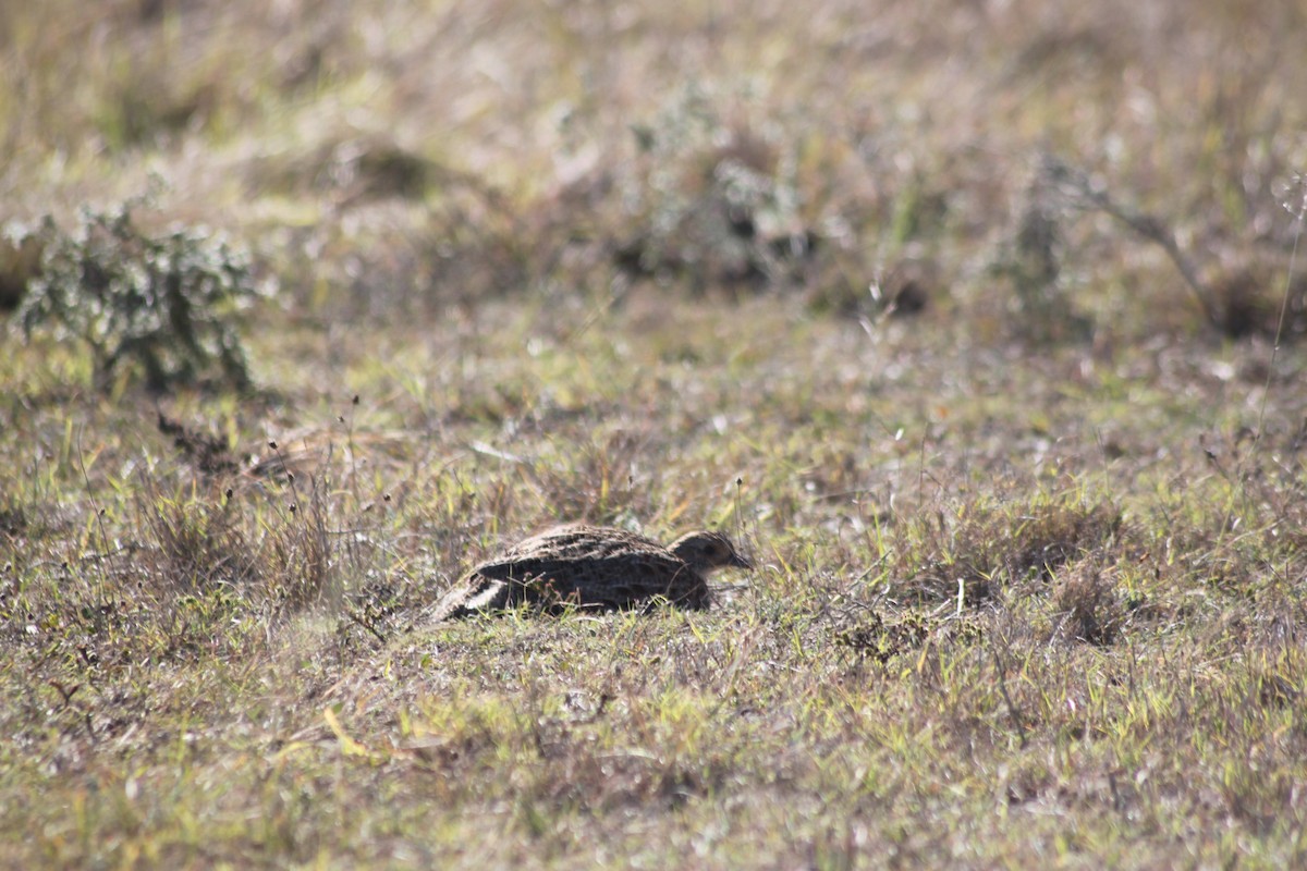 Gray-winged Francolin - ML619920876