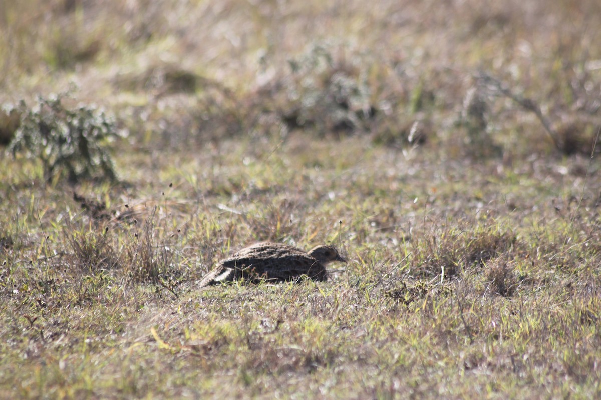 Gray-winged Francolin - ML619920877