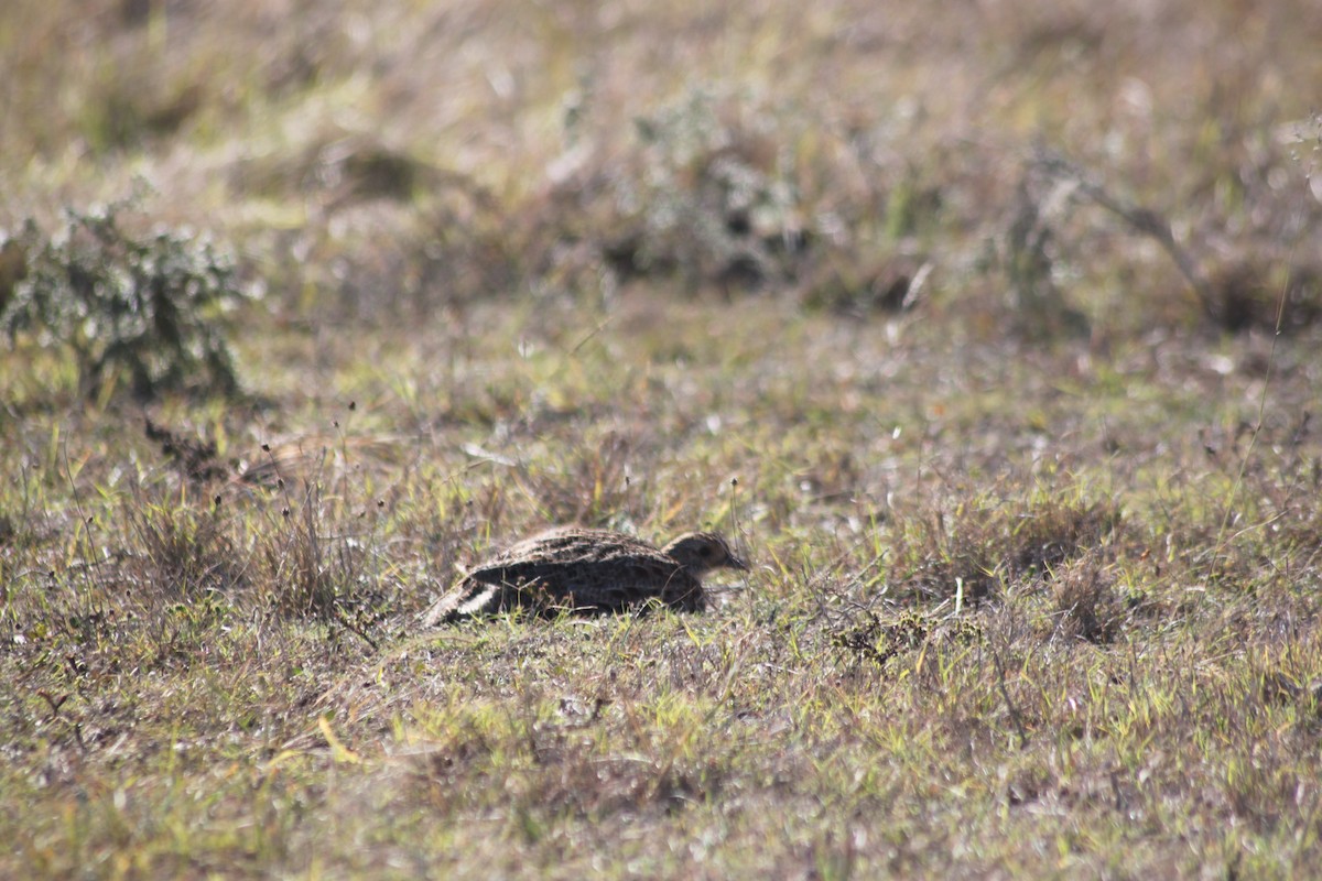 Gray-winged Francolin - ML619920878