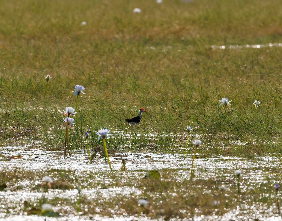 Comb-crested Jacana - ML619920887