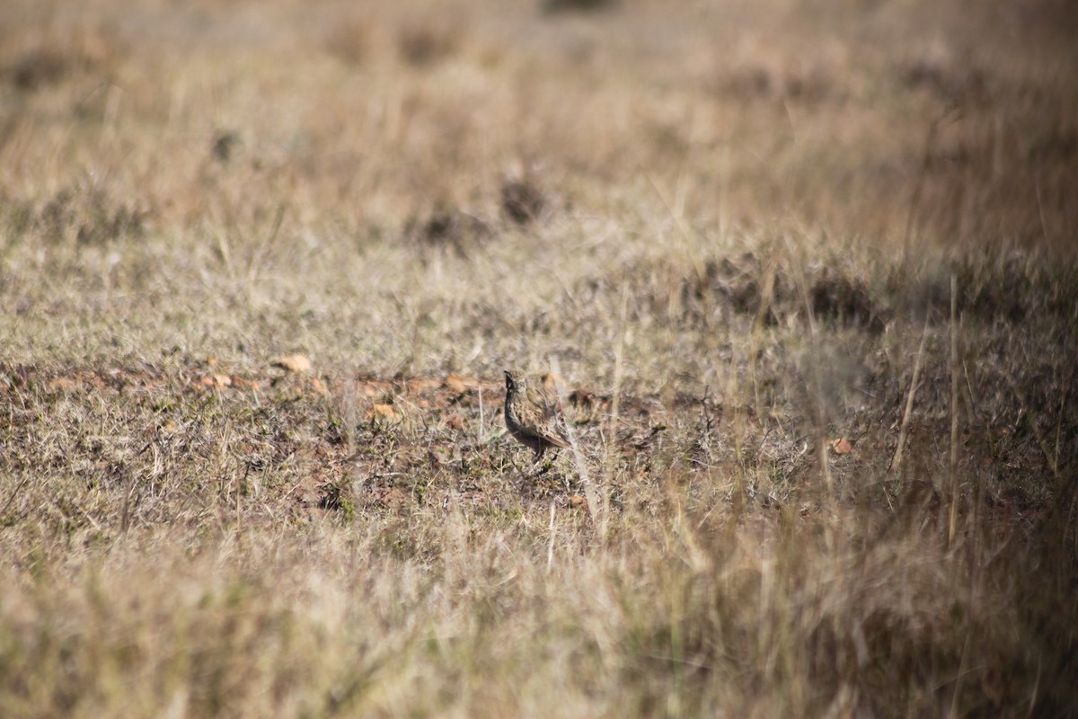 Cape Lark (Agulhas) - Cameron Blair