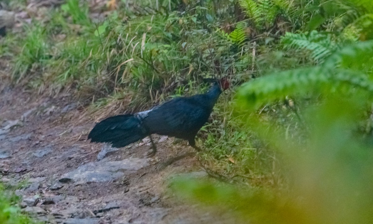 Kalij Pheasant - ML619920901