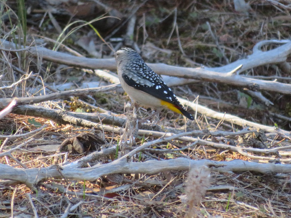 Spotted Pardalote - ML619920905