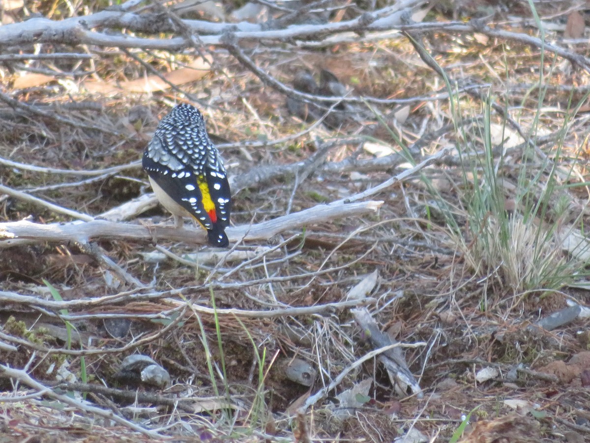 Spotted Pardalote - ML619920908