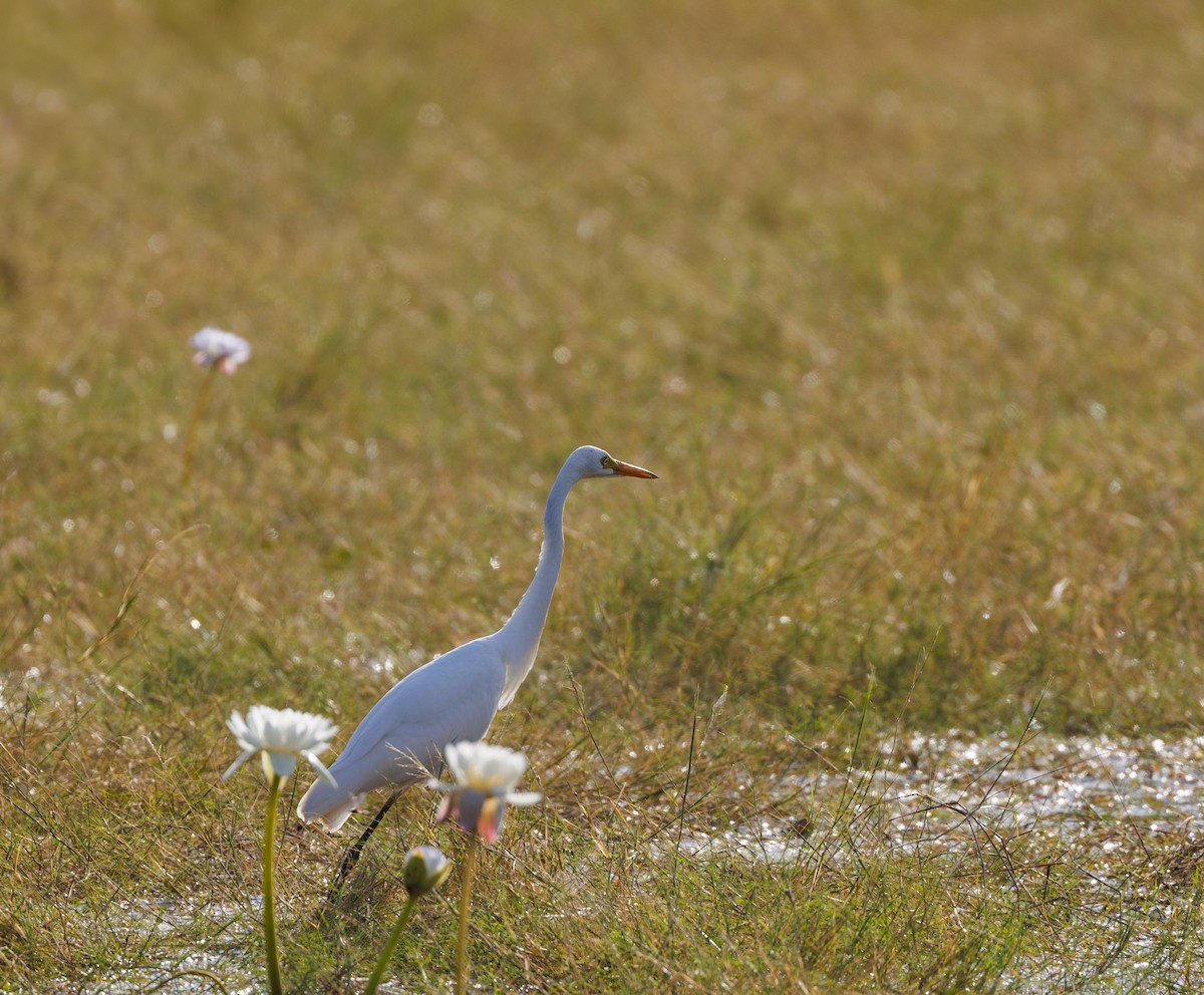 Plumed Egret - ML619920917