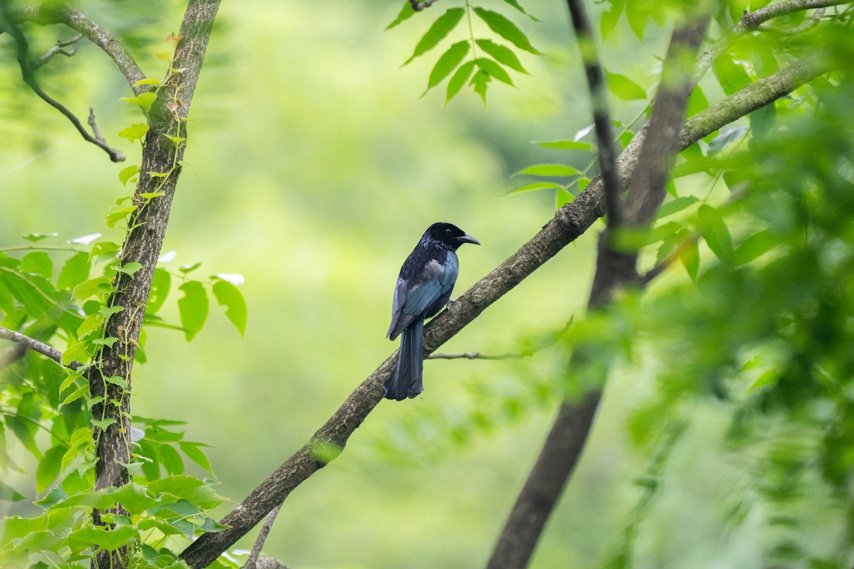 Hair-crested Drongo - ML619920918