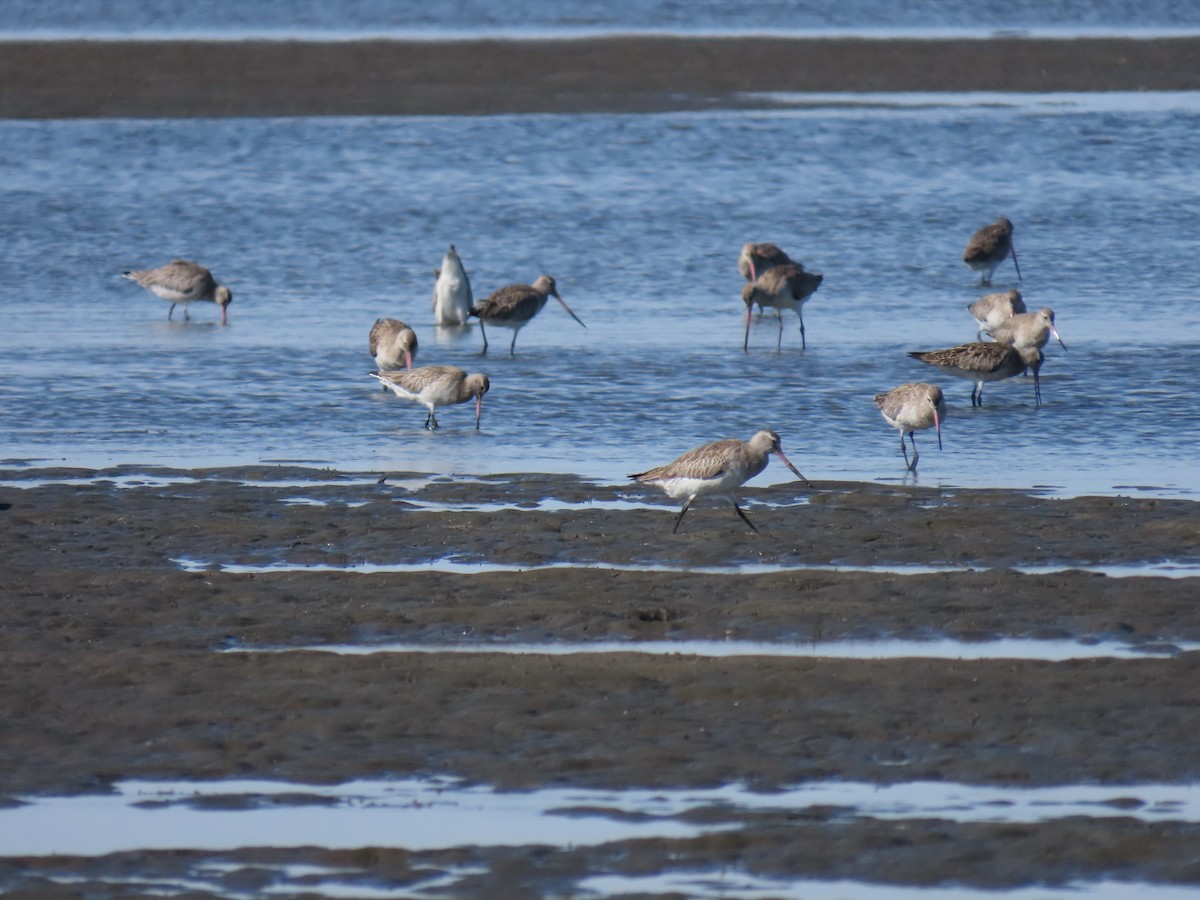 Bar-tailed Godwit - ML619920942