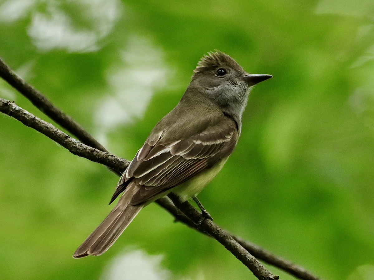 Great Crested Flycatcher - ML619920948