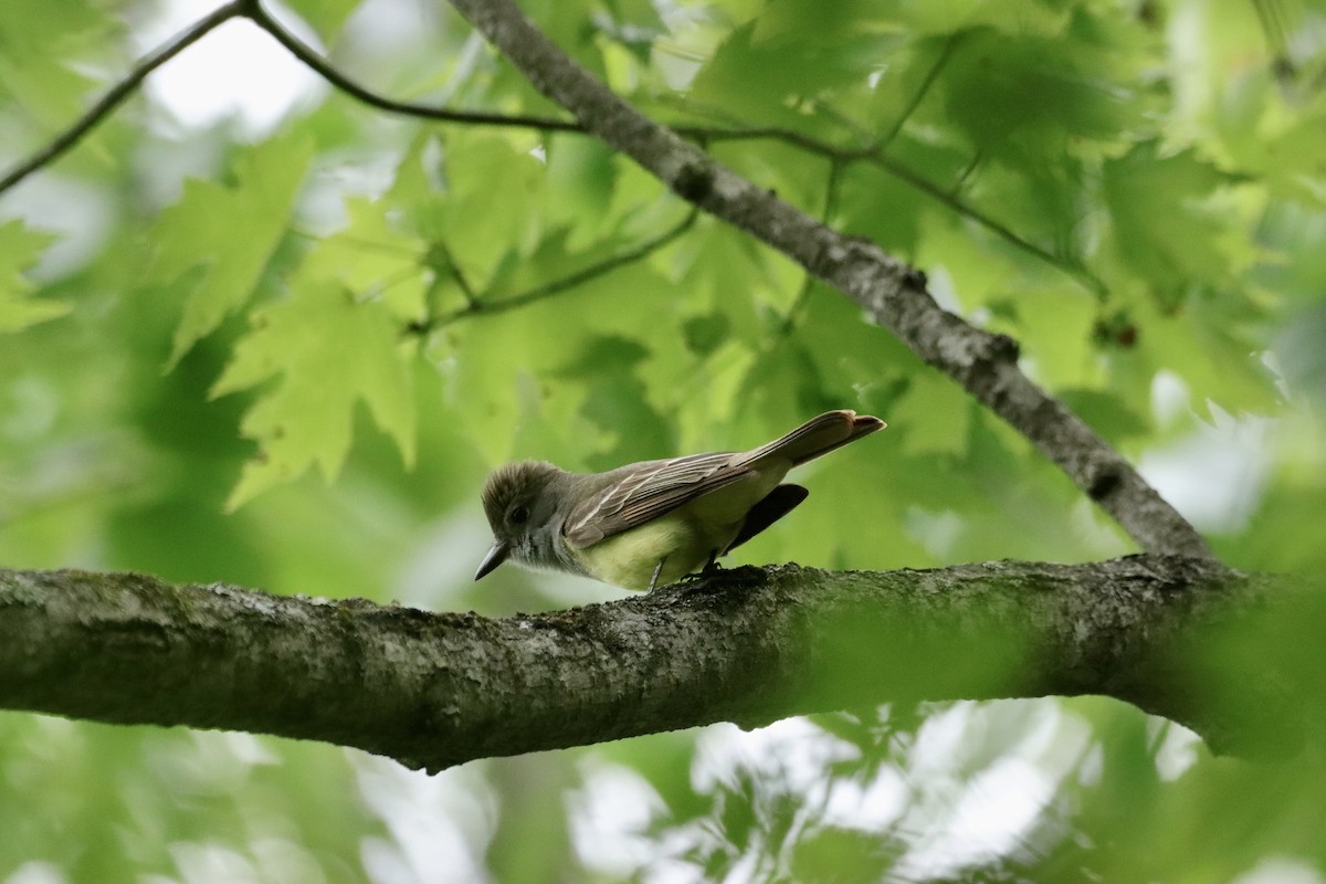 Great Crested Flycatcher - ML619920949