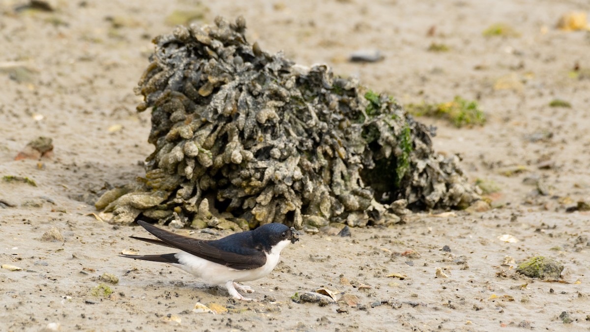 Western House-Martin - ML619920955