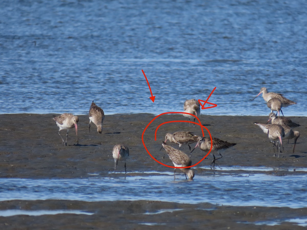 Hudsonian Godwit - ML619920961