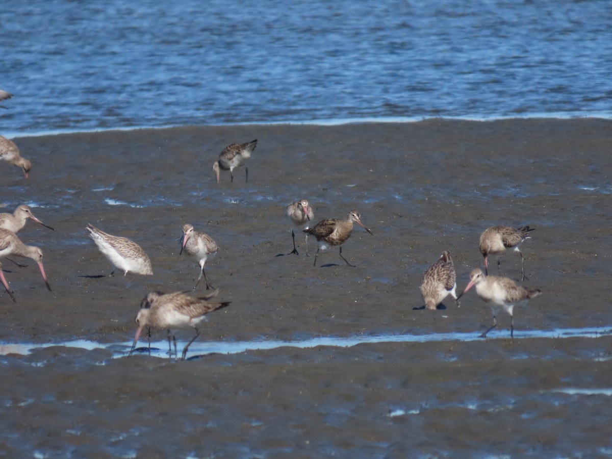 Hudsonian Godwit - ML619920963