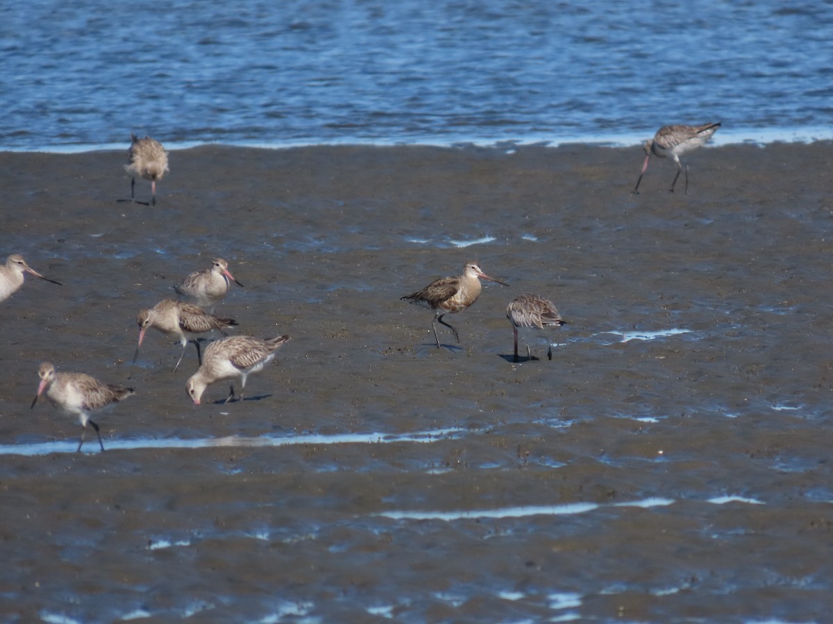 Hudsonian Godwit - ML619920965