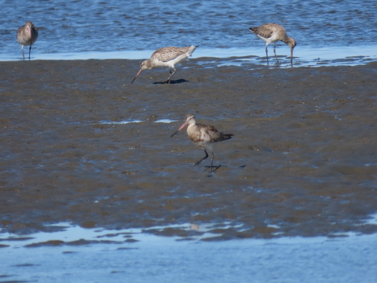 Bar-tailed Godwit - ML619920970