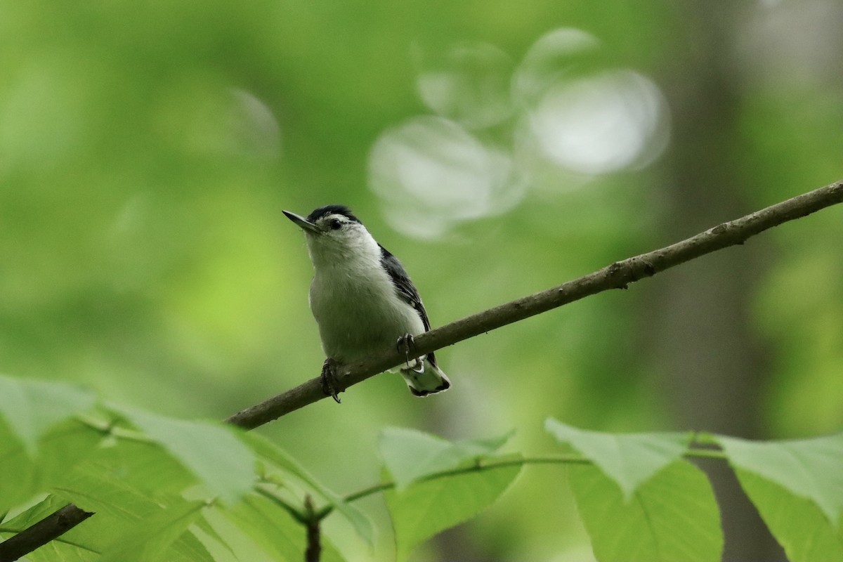 White-breasted Nuthatch - ML619920971