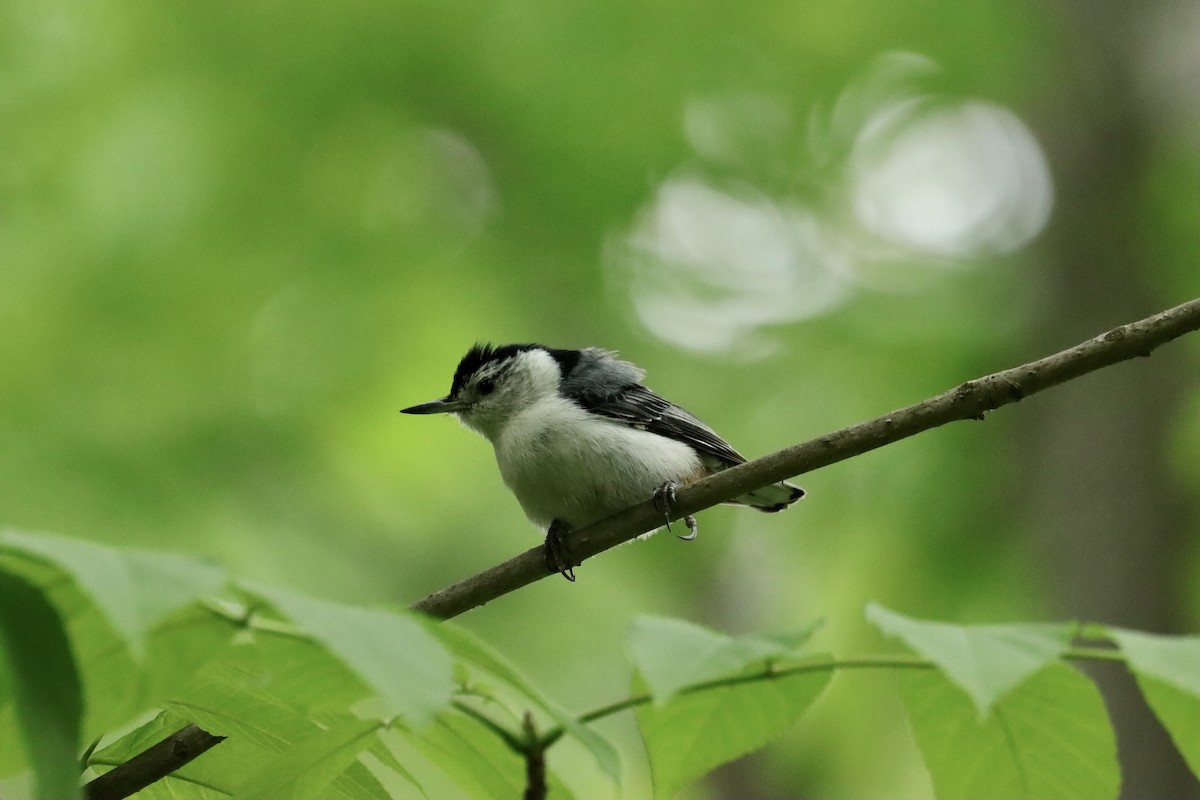 White-breasted Nuthatch - ML619920972