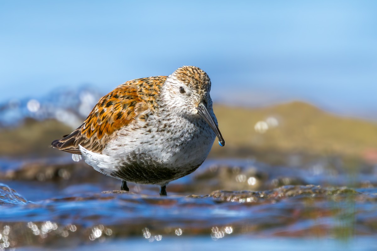 Dunlin - ML619920974