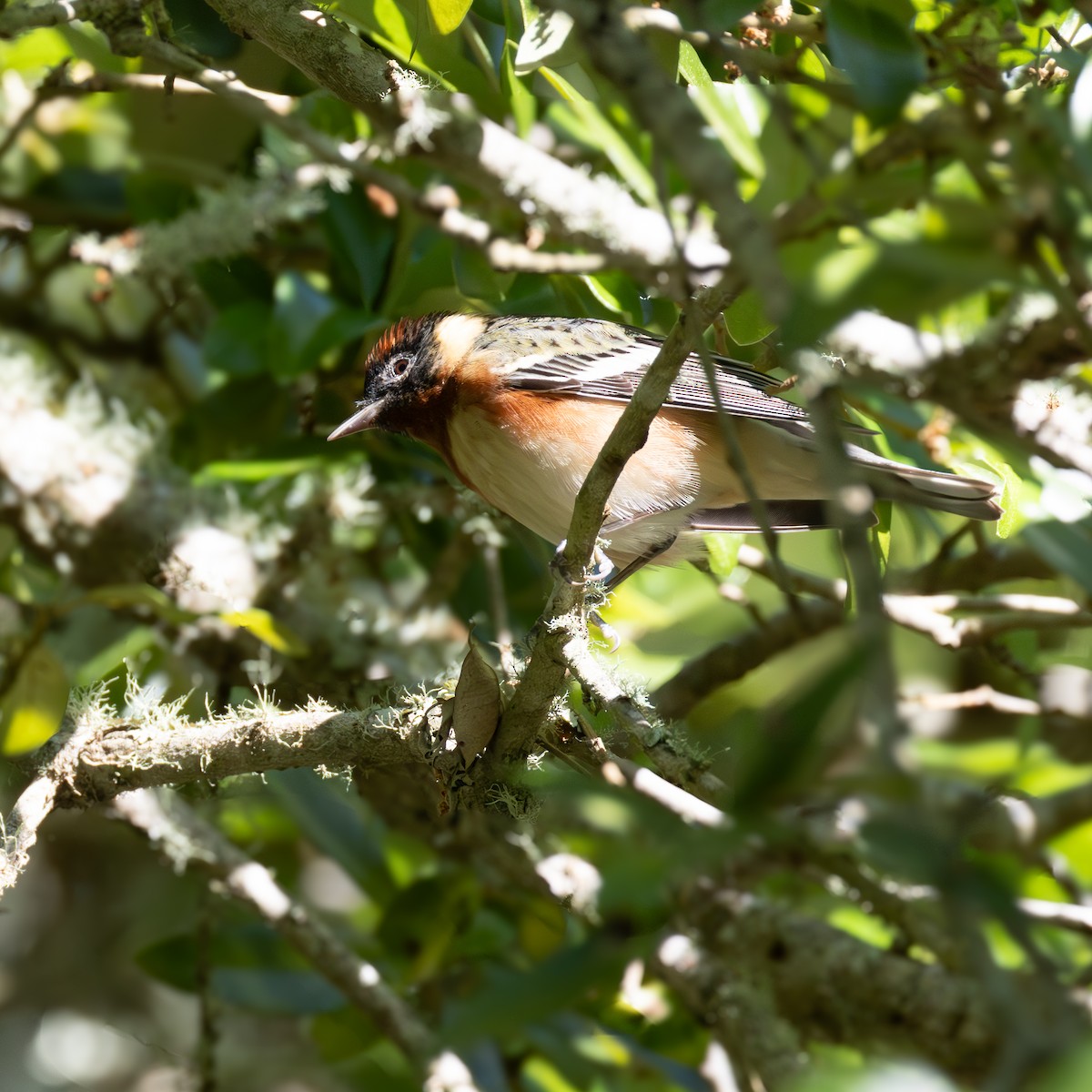 Bay-breasted Warbler - ML619920975