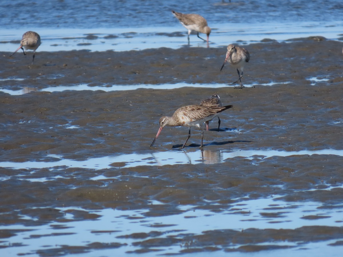 Bar-tailed Godwit - ML619920982