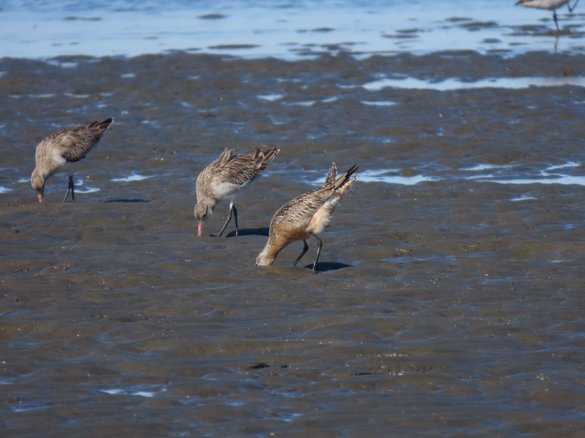 Bar-tailed Godwit - ML619920988