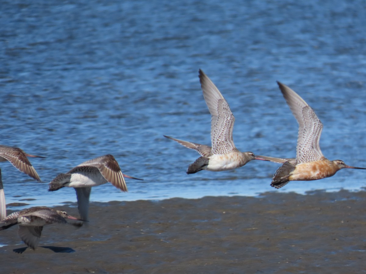 Bar-tailed Godwit - ML619920995