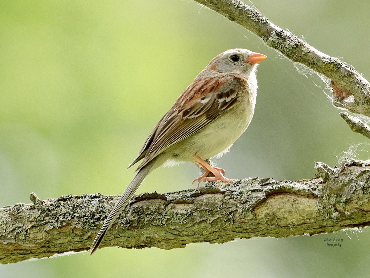 Field Sparrow - ML619920997