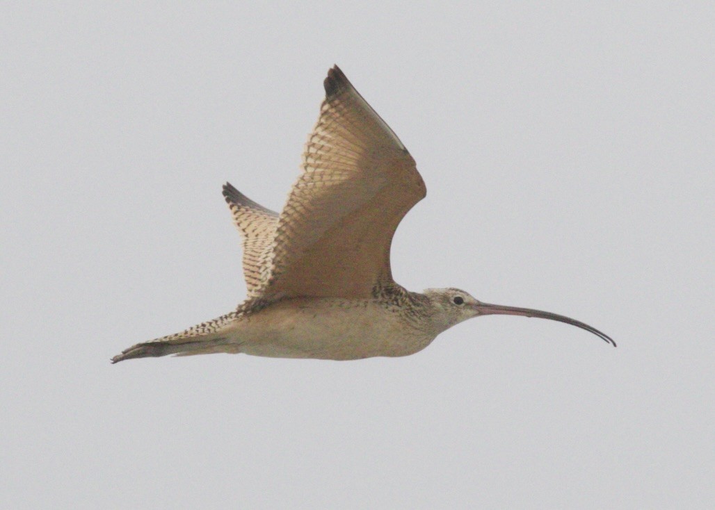 Long-billed Curlew - ML619920998