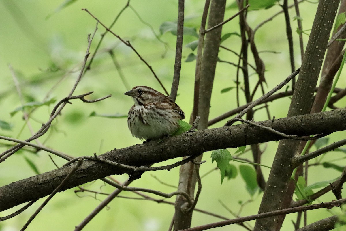 Song Sparrow - ML619921006