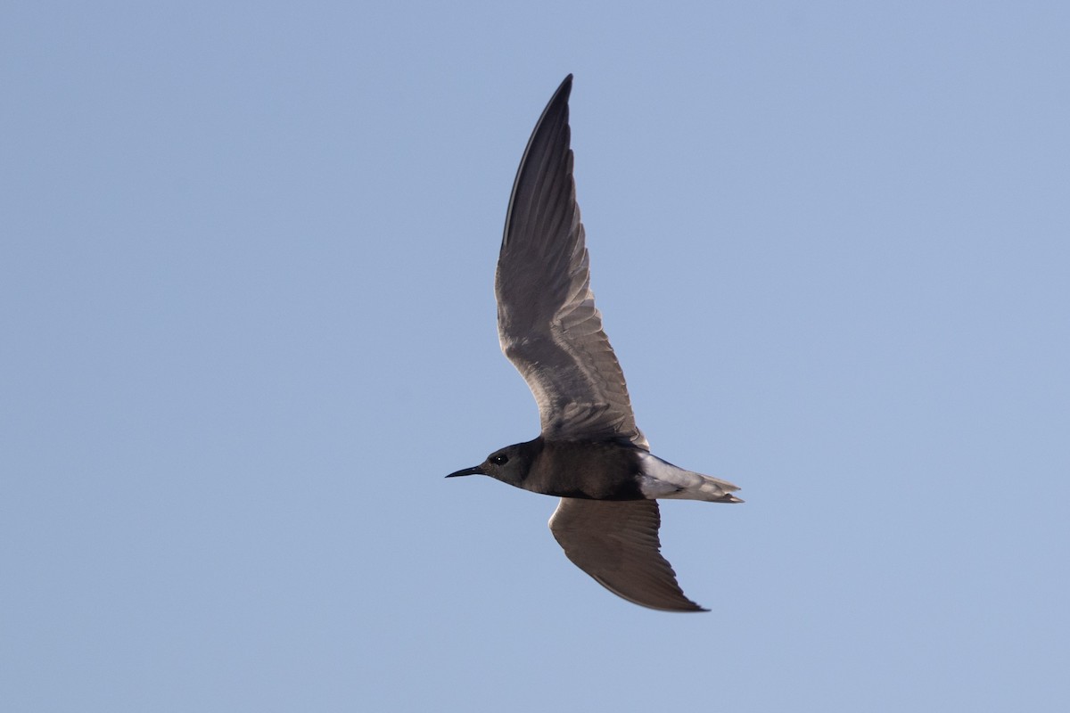 Black Tern - ML619921008