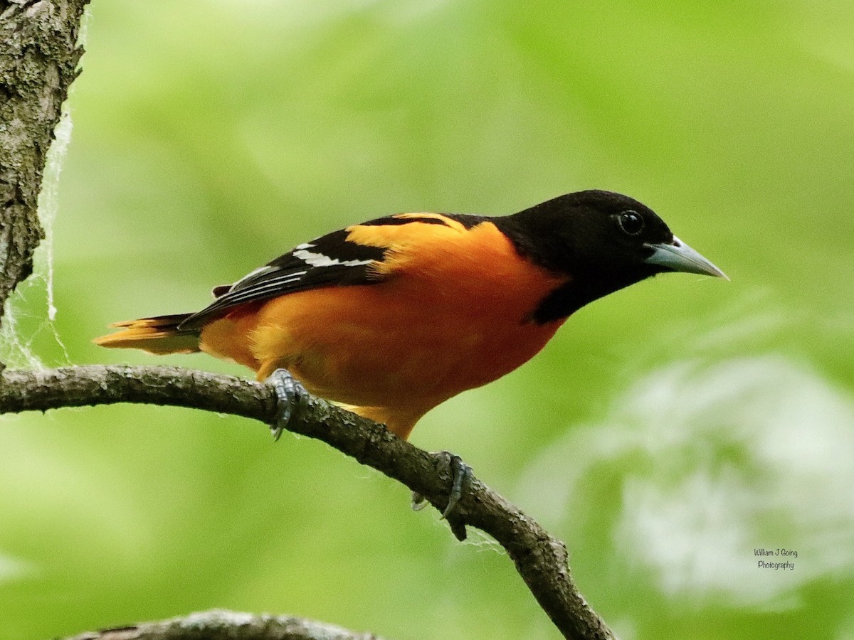 Baltimore Oriole - ML619921029