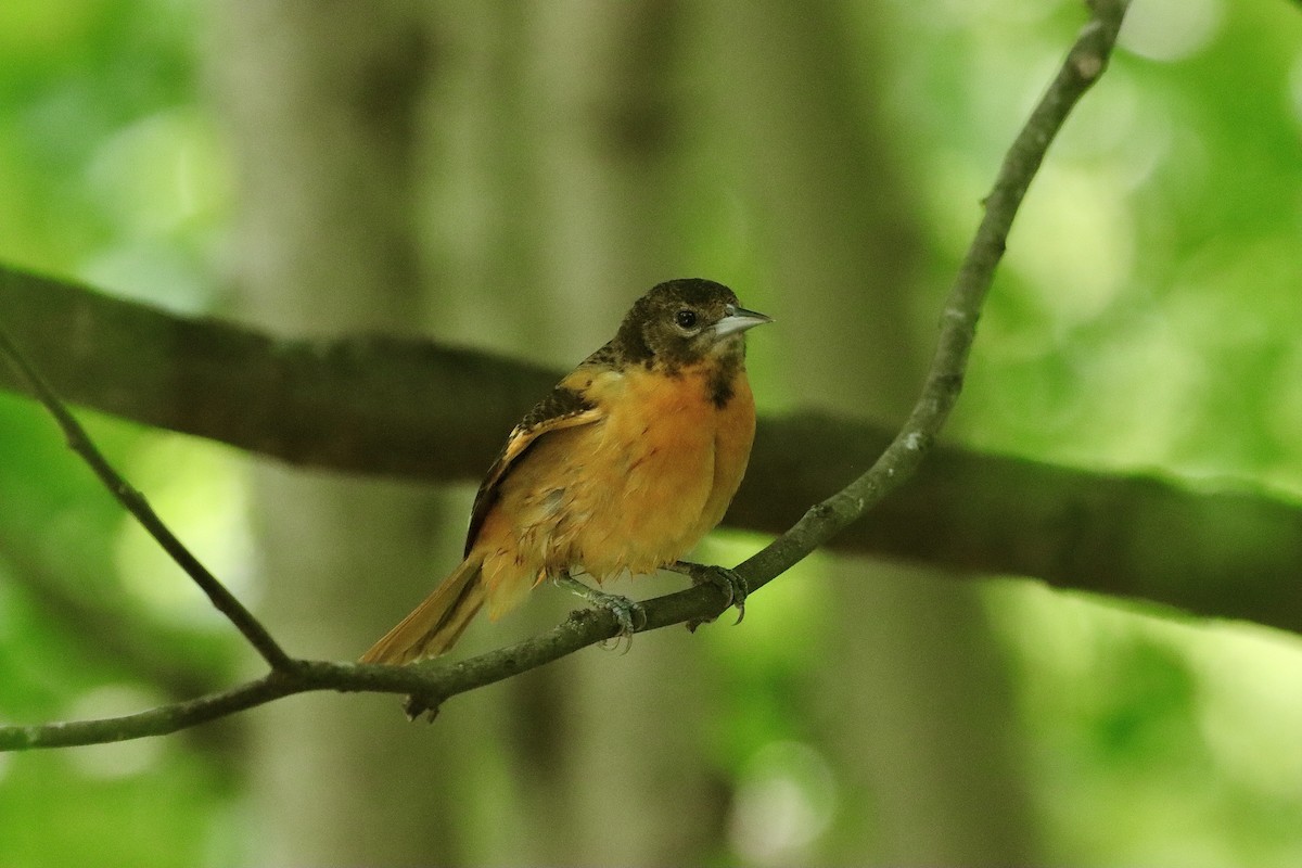 Oriole de Baltimore - ML619921031