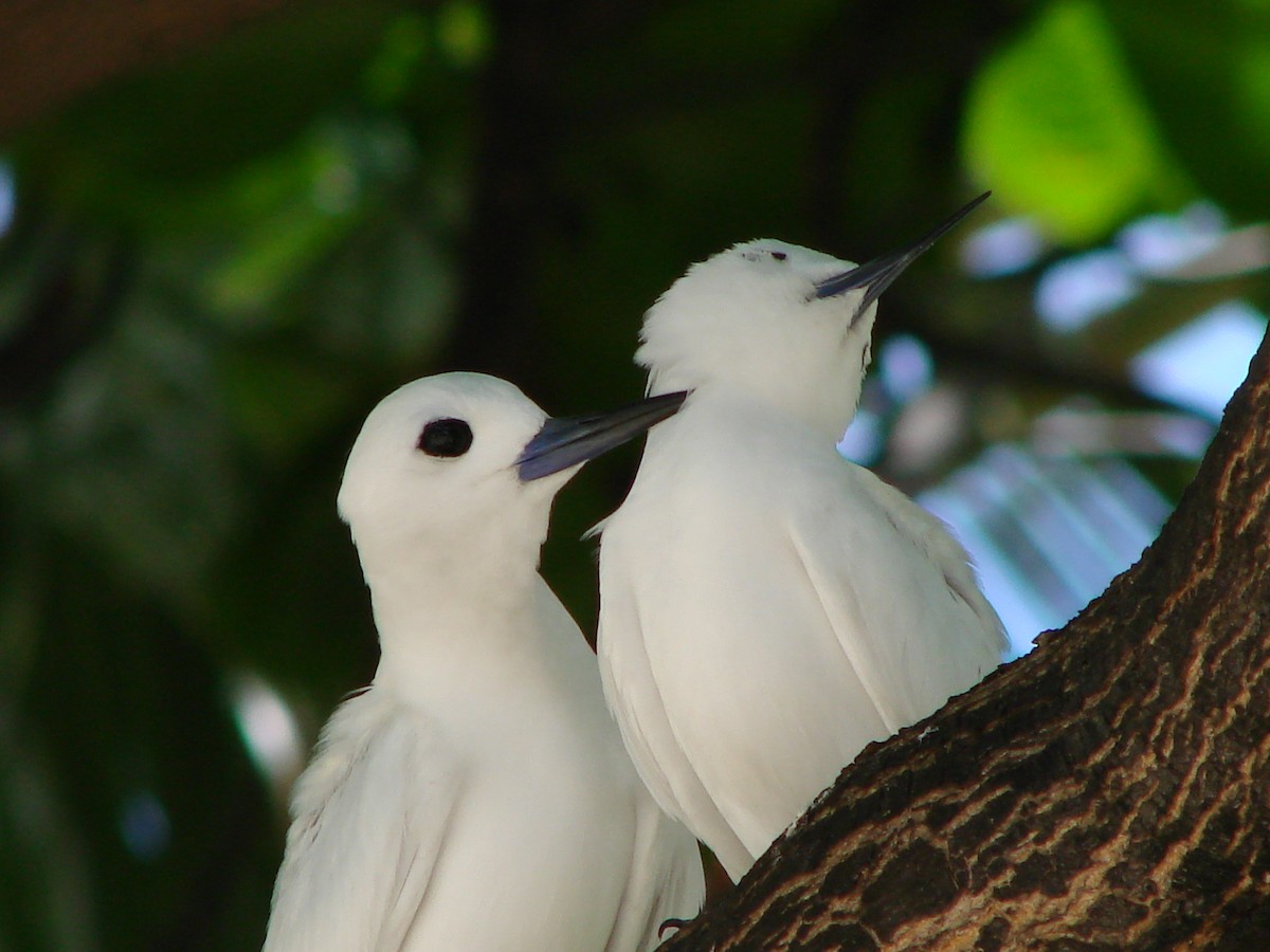 White Tern - ML619921042