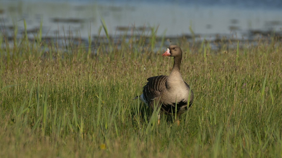 Greater White-fronted Goose - ML619921046