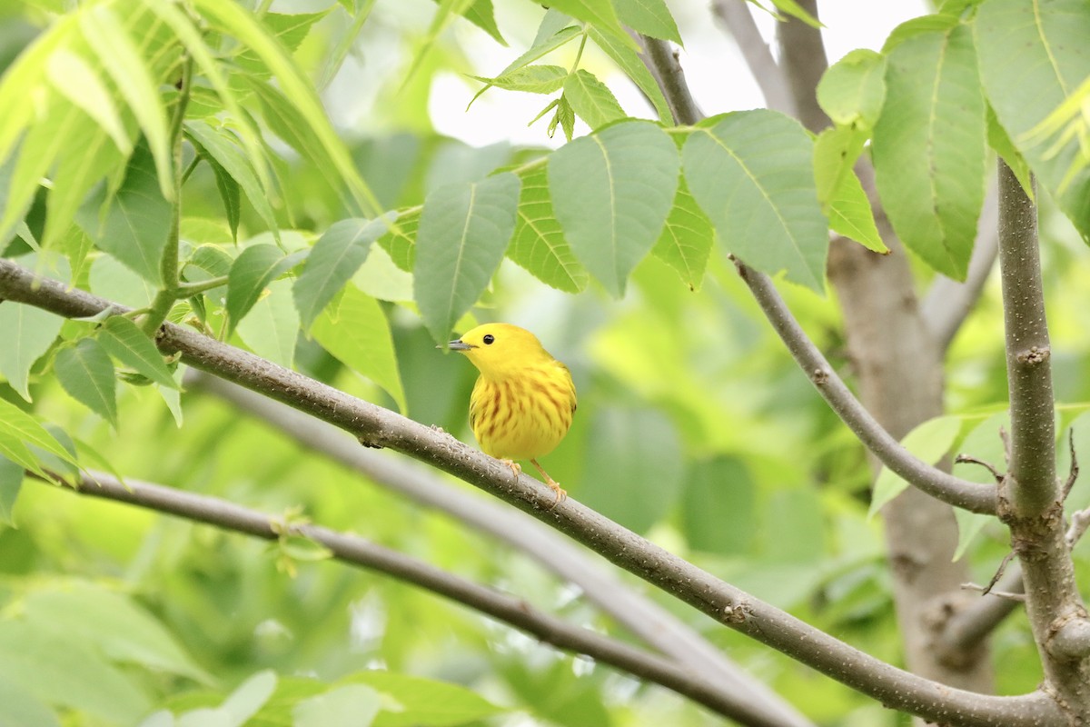 Yellow Warbler - ML619921052