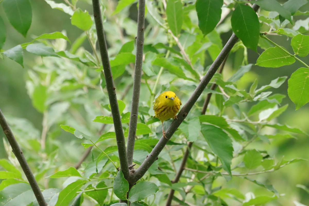 Yellow Warbler - ML619921053