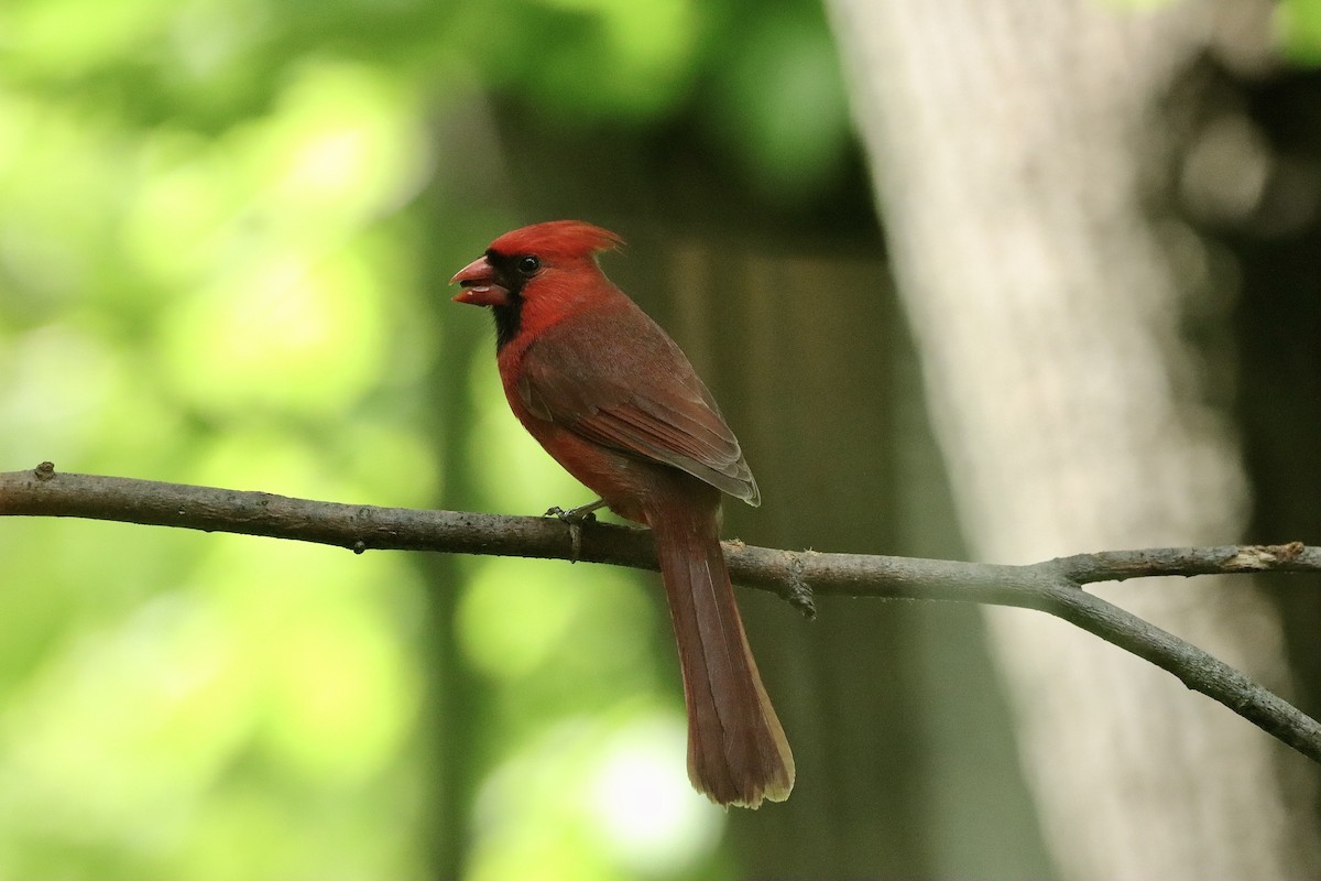 Cardinal rouge - ML619921058
