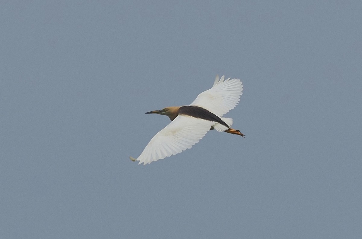 Javan Pond-Heron - ML619921078