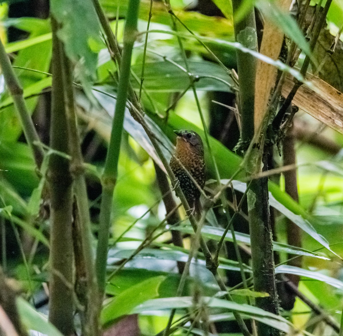 Rufous-throated Wren-Babbler - ML619921084