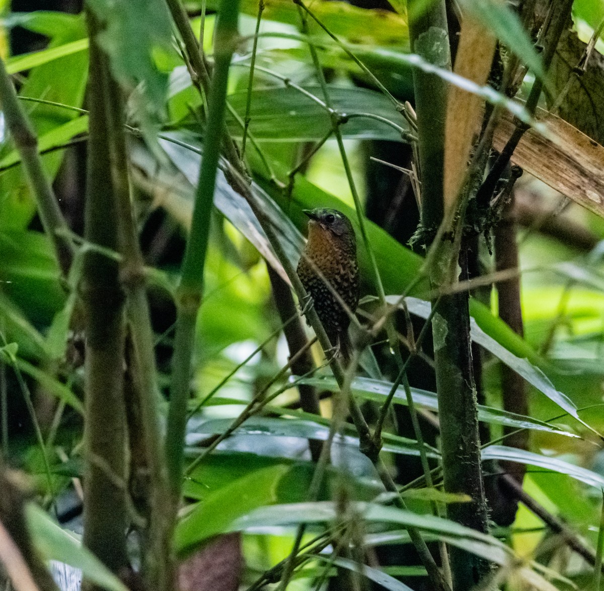 Rufous-throated Wren-Babbler - ML619921086
