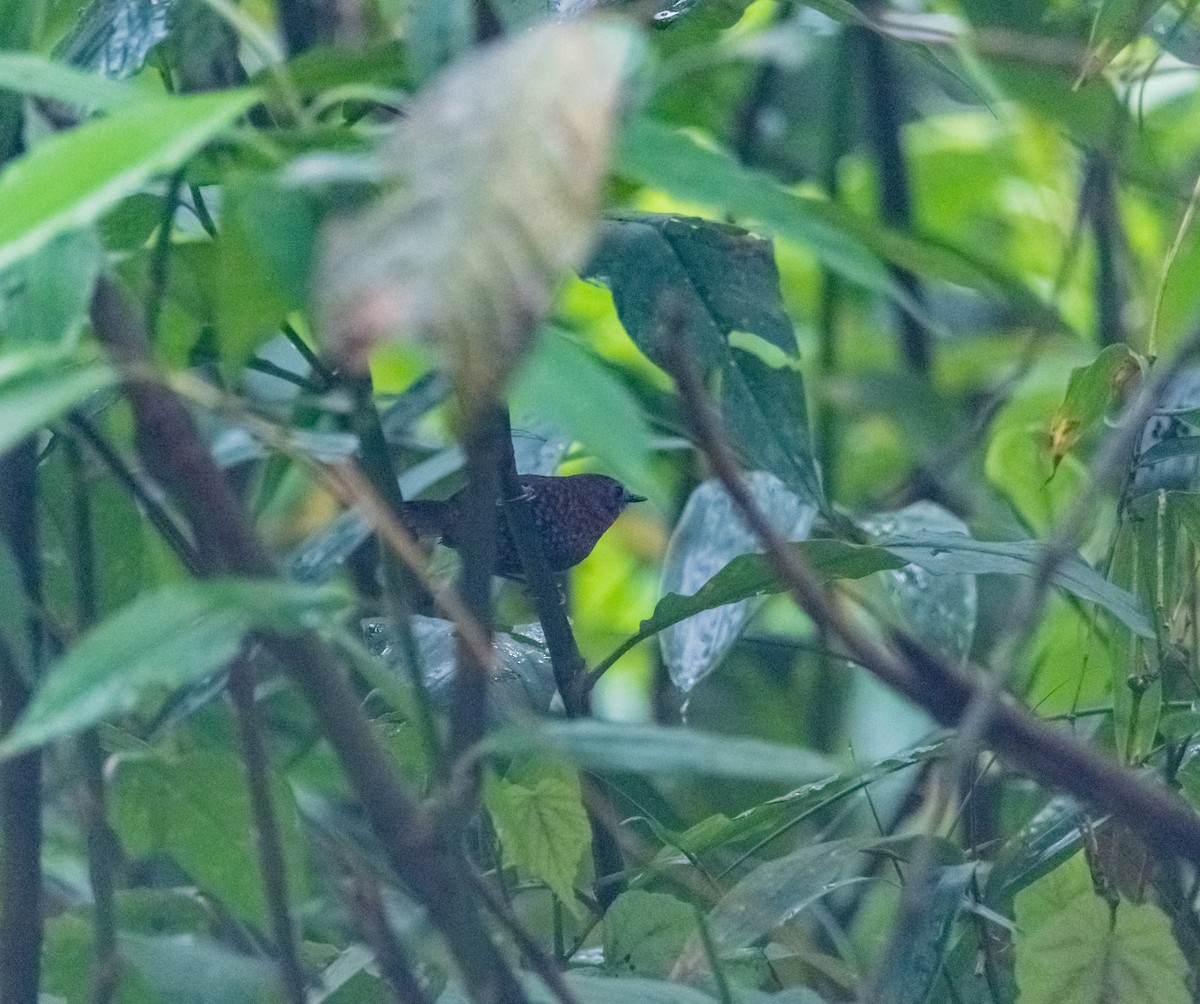 Rufous-throated Wren-Babbler - ML619921087