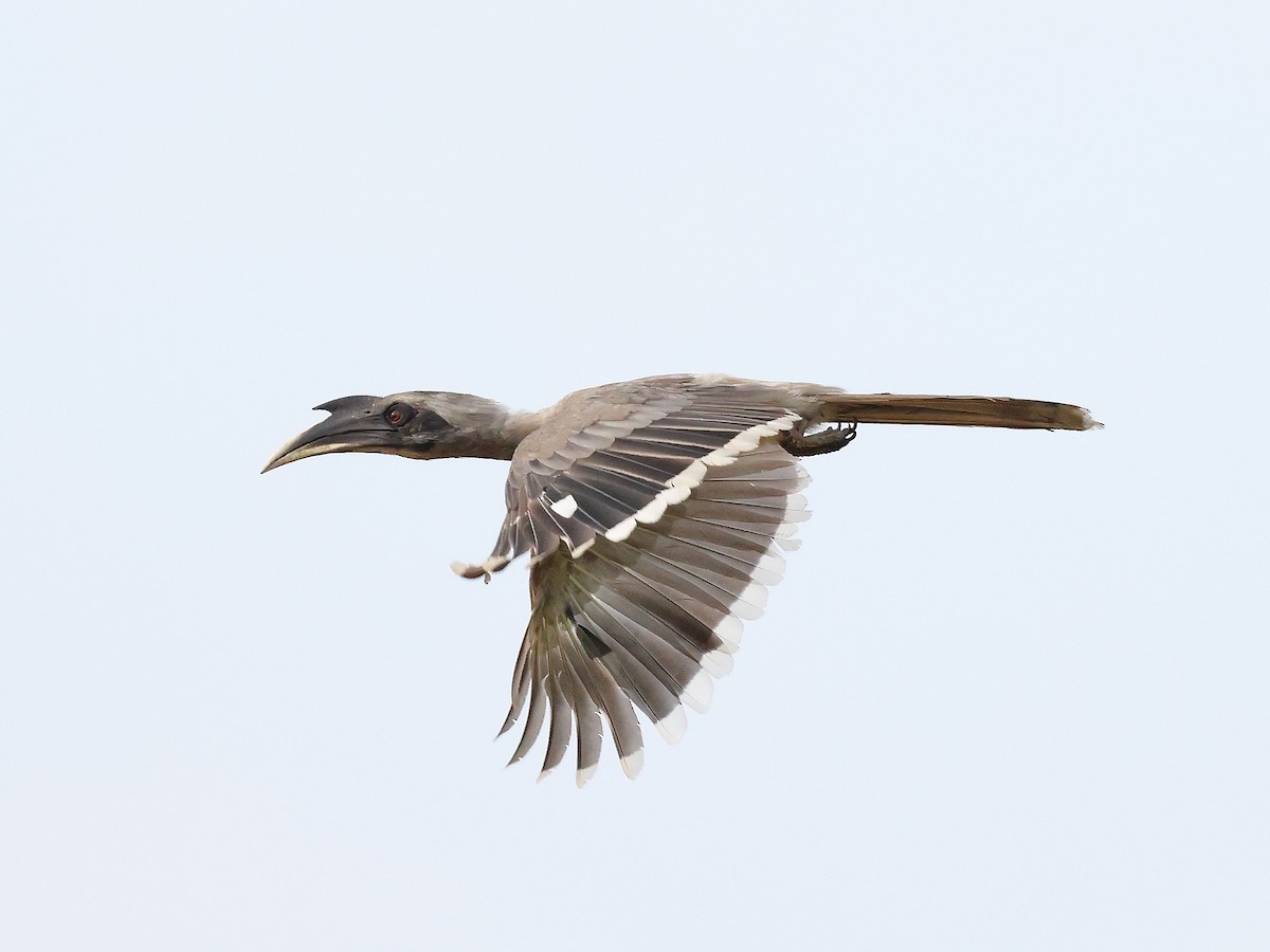 Indian Gray Hornbill - ML619921088