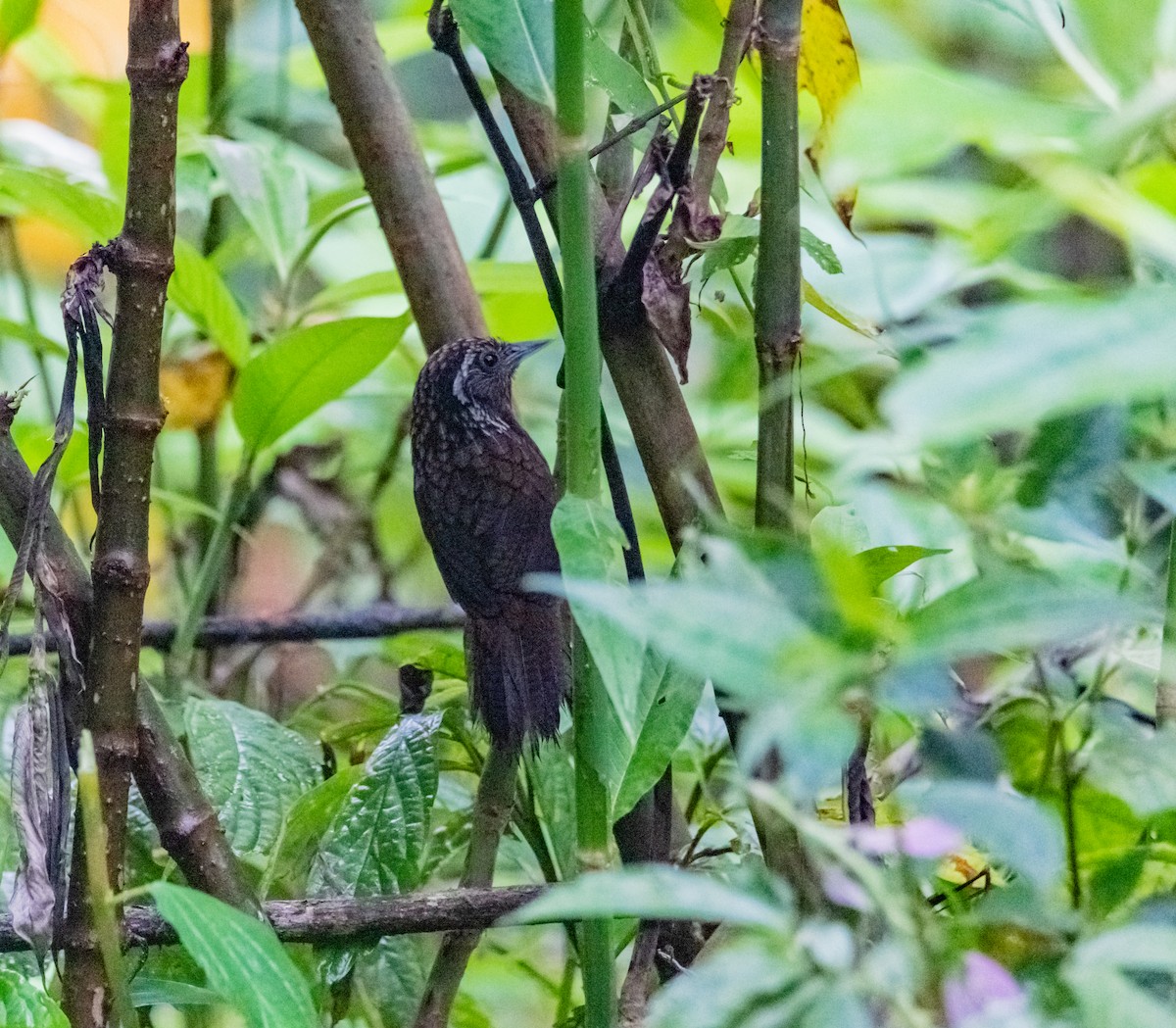 Sikkim Wedge-billed Babbler - ML619921092