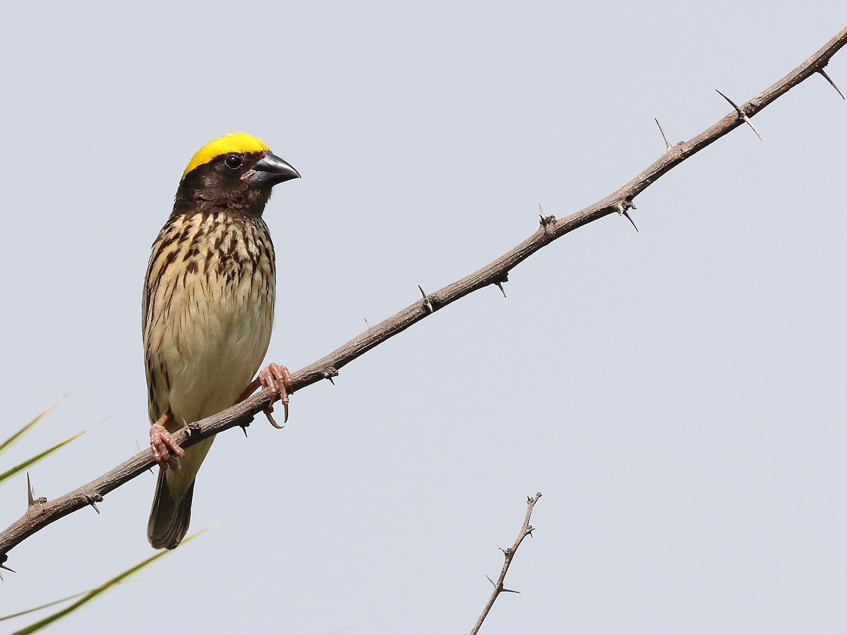 Streaked Weaver - ML619921093