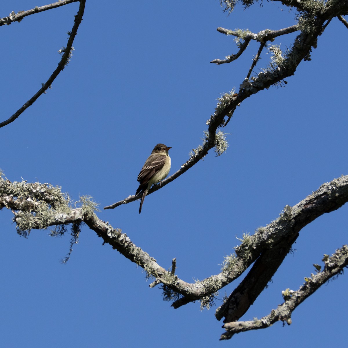 Eastern Wood-Pewee - ML619921099