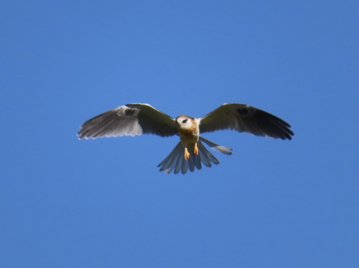 White-tailed Kite - ML619921104
